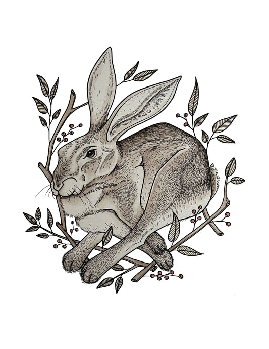 Brown Hare